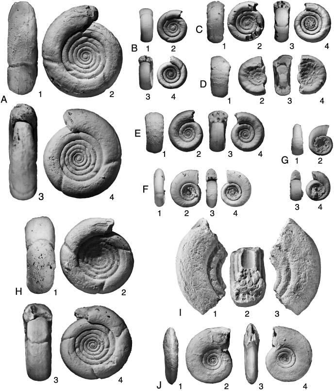 IFRIM ET AL.: MAASTRICHTIAN CEPHALOPODS 1591 TEXT-FIG. 6. A C, H, Gaudryceras kayei (Forbes, 1846). A, UANL CE MAAS-042. B, UANL CE MAAS-037. C, UANL CE MAAS-038. H, UANL CE MAAS-039.