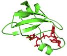 enzymes Architecture: Structural proteins