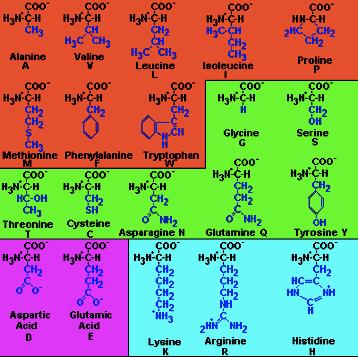 The 20 amino acids ydrophobic Polar, neutral Acidic Basic Polar Amino acids: ysteine B SG S Names: ys, 2 Occurrence: 1.8 % A pka sidechain: 8.