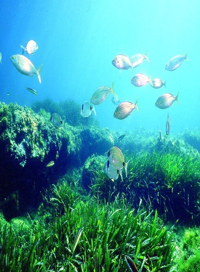 Biological survey of species diversity of sea grass beds in selected sites of