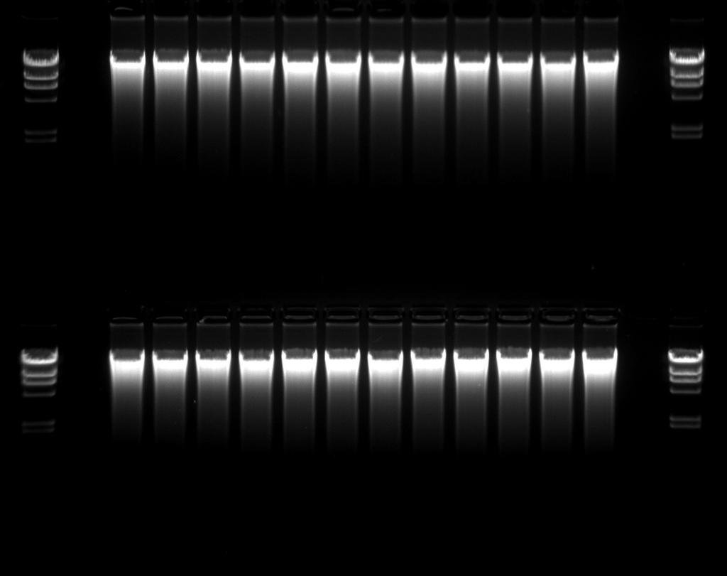 75 1.89 0.72 Mouse tail 13.5 2.85 1.84 1.00 Figure 4b: High quality genomic DNA On a 1 % agarose gel 7.5 µl out of 75 µl mouse tail gdna eluates were separated electrophoretically.