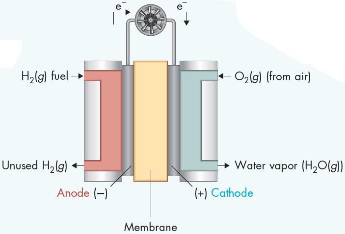 Fuel cells Oxygen flows into the cathode Hydrogen flows into the anode compartment The thin membrane allows allows hydrogen ions but not electrons to pass