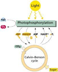 Photosynthesis is the bio-chemical pathway that converts light