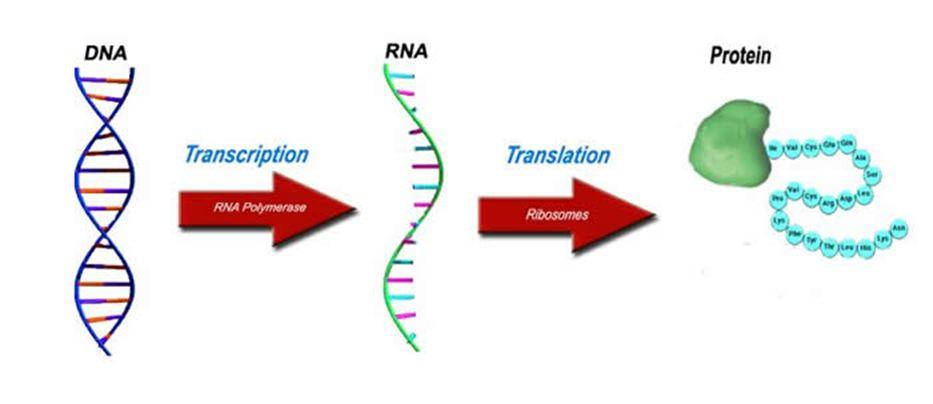 Central Dogma Translation requires