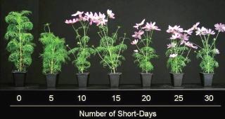 The right light spectrum, light intensity and light duration all work together to trigger plant flowering, growth and reproduction.