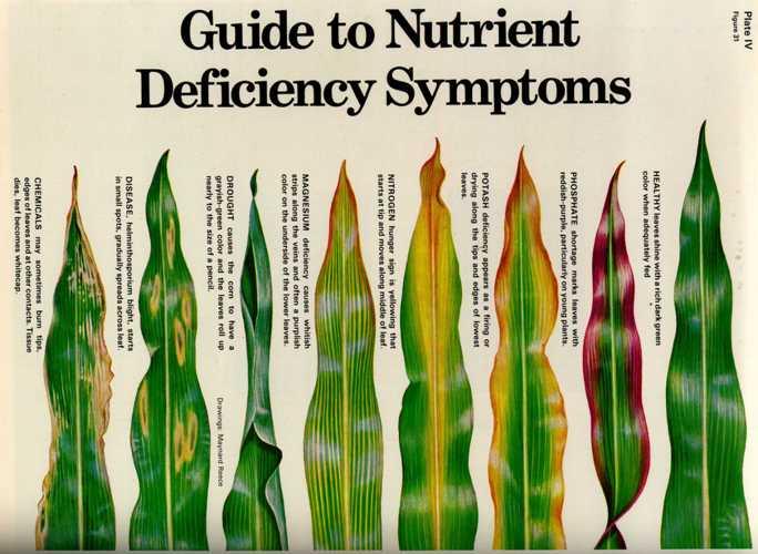 How can you tell if a nutrient is deficient?