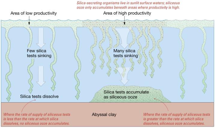 Distribution of Biogenous Sediments Depends on three processes: Productivity Number of organisms in surface water above ocean floor Destruction Skeletal remains (tests) dissolve in seawater at depth
