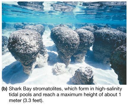 Suggests biogenous origin Ancient marine carbonates constitute 25% of all sedimentary rocks on Earth.