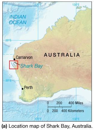 Carbonate Deposits Stromatolites Modern stromatolites live near Shark Bay, Australia Calcareous Ooze CCD Calcite compensation depth Depth where CaCO 3 readily