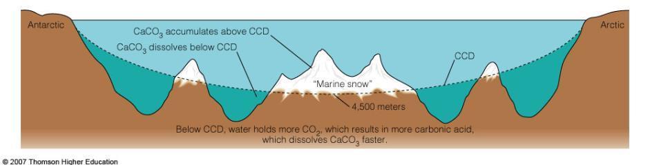 The line shows the calcium carbonate (CaCO 3 ) compensation depth (CCD).