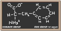 carboxyl group (acid) R functional group (determines a.a.) Amino Acid R Groups Peptide Bond - Covalent bond between two amino acids