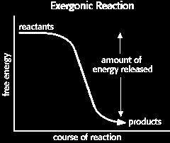 Exothermic/ Exergonic: releases energy Product moves to a lower