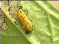 Larvae are yellow to orange, with a black head and are only about 6 mm in length when fully developed.