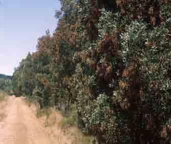 Acacia saligna (1987/2001) Paraserianthes lophantha (1989)