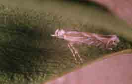 Biocontrol agents Leaf-mining moth,