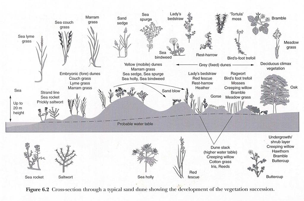 A Psammosere: coastal sand dunes What changes are observable as succession