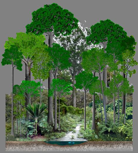 Without looking back in your book make a sketch and use the labels to complete the diagram Ground Layer Tree Fern Epiphyte Shrub Emergent Subcanopy Canopy Ecological Succession Ecological succession