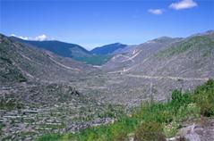 Mount St Helens Primary succession more typically follows a sequence similar to the