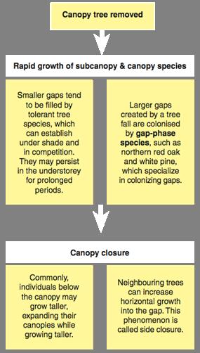 The creation of a gap allows more light to penetrate the canopy and alters other factors that affect regeneration, exposing