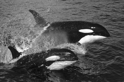 change: an example Killer whales