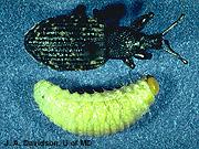 Mature larvae are 1/2 inch long and yellowish brown. Azalea leafminer overwinters as pupae in leaf mines. Control: Rake and destroy fallen leaves in the fall to remove overwintering pupae.