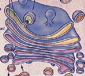 The jelly-like substance in cells that supports organelles is