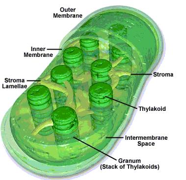 The is the large central sac in plant cells that stores water