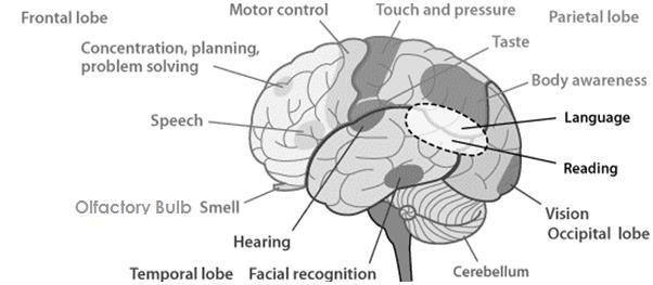 Figure 5 Lbes f the Brain fr