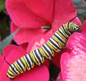 How to Raise a Butterfly Appendix The Second Stage: The Larva (Caterpillar) Monarch Butterfly Caterpillar When the egg finally hatches, most of you would expect for a butterfly to emerge, right?