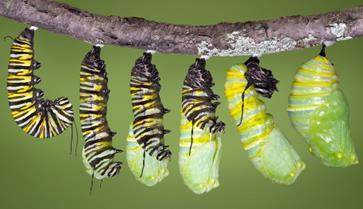 How to Raise a Butterfly Appendix The Third Stage: Pupa (Chrysalis) Caterpillar Becoming a Chrysalis The pupa stage is one of the coolest stages of a butterfly s life.