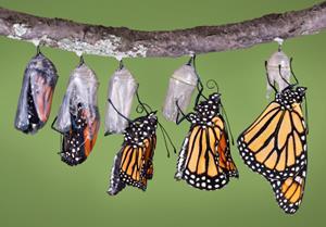 How to Raise a Butterfly Appendix The Fourth Stage: Adult Butterfly Monarch Butterfly Emerging from a Chrysalis Finally, when the caterpillar has done all its forming and changing inside the pupa, if