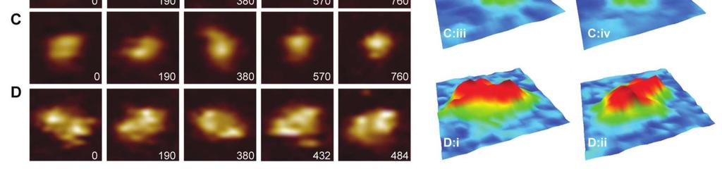 proteins with fast AFM