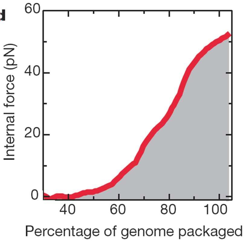 Internal pressure builds up as the genome is packaged Internal force reaches 50 pn when the whole