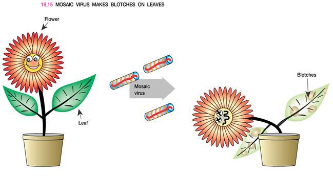 Plant viruses 2) Most plant viruses are small with just a handful of genes and contain single stranded RNA.