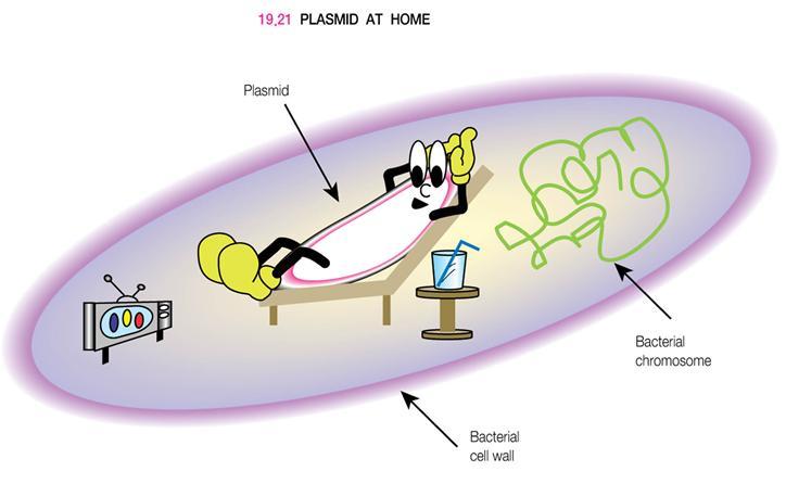 Plasmid 4) Some cells may have plasmids living inside them; others may not 5) So,