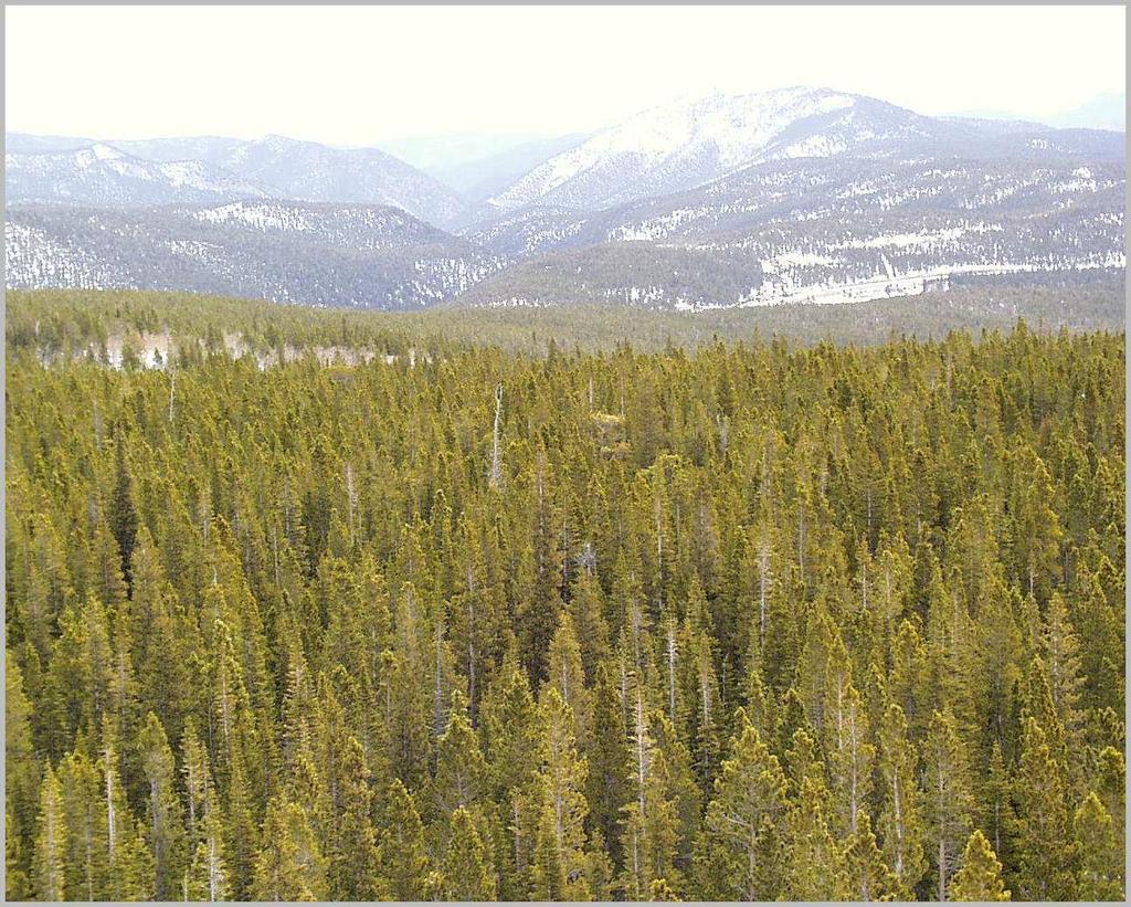 Niwot Ridge AmeriFlux tower, CO subalpine forest west of Boulder, CO 3 dominant species: lodgepole pine Pinus contorta Engelmann spruce Picea engelmannii subalpine fir Abies lasiocarpa Niwot