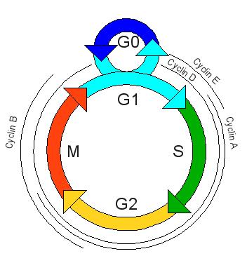 34 CHAPTER 2. OVERVIEW OF THE CELL CYCLE Figure 2.6: Cyclins expression along the cell cycle. Different cyclins are expressed at specific phases of the cell cycle.