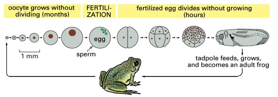 Xenopus and the clock paradigm Cell mass decreases during