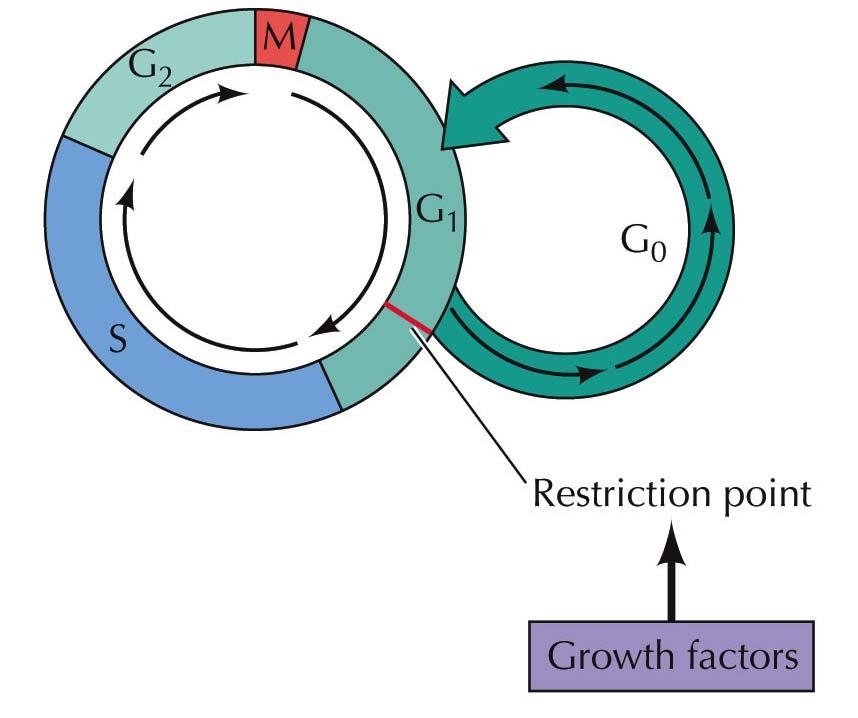 If appropriate growth factors are not present in G 1, progression stops at the restriction point and cells enter a resting stage