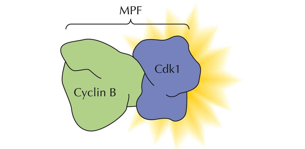Regulators of Cell Cycle Progression The three experimental approaches converged in 1988 when MPF was purified and shown to