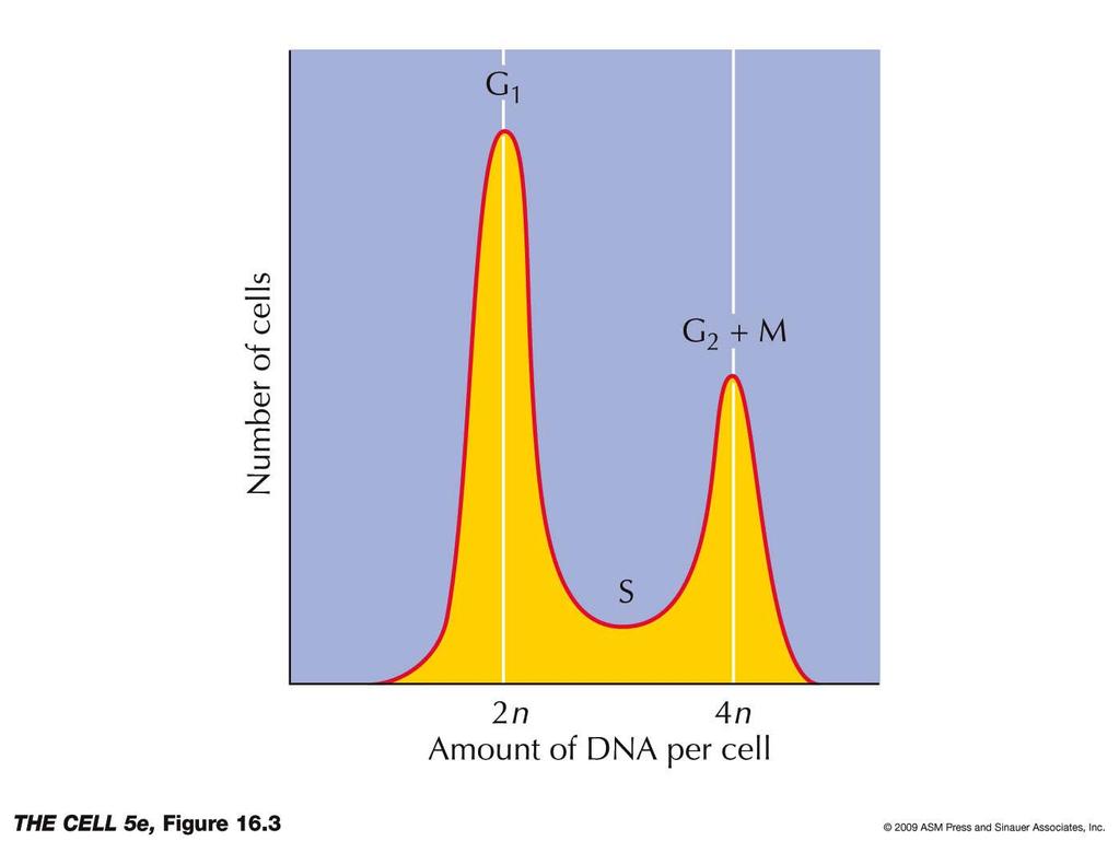During S phase, replication increases the DNA content of the cell to 4n.
