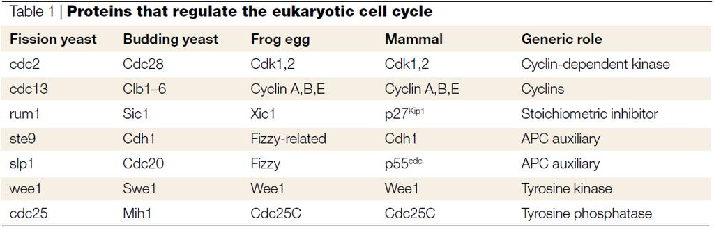 Cell Cycle is a Widely Conserved Process The mechanisms underpinning cell cycle regulation have been widely conserved among different species during evolution The main differences