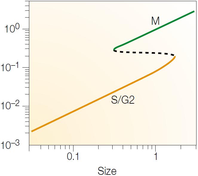 Bifurcation Analysis: G2 M Also the G2 M module is a bistable switch The transition from G2 phase into mitosis is driven by growth: when cell size reaches 1.