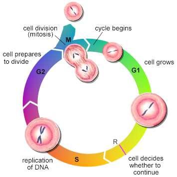 The Cell Cycle Each cell reproduces by performing an orderly sequence of events The classical model of cell cycle comprises four sequential phases S (synthesis) phase: the DNA is replicated to
