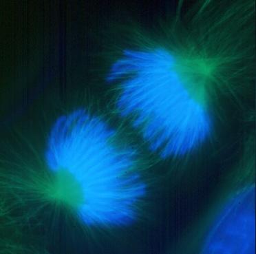 cell Anaphase: the duplicated chromosomes are separated into two