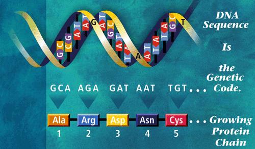 GENETICS AND GENE EXPRESSION http://www2.le.ac.