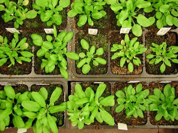 WHY USE PLANTS INSTEAD OF HUMANS? Plants provide a viable option to analyze gene expression because of their versatility and variation.