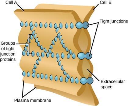 cell junctions Tight junctions (impermeable junctions) - Adjacent cells bind at point of direct contact - Seals off passageway between cells (prevents movement of materials between cells, hence the