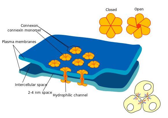 structure that extends through the plasma membrane - Molecules, ions and electrical impulses can directly pass through a regulated gate between cells (hence the name communicating) 3) Tissue level