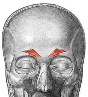 the forehead produce eyebrow movements.